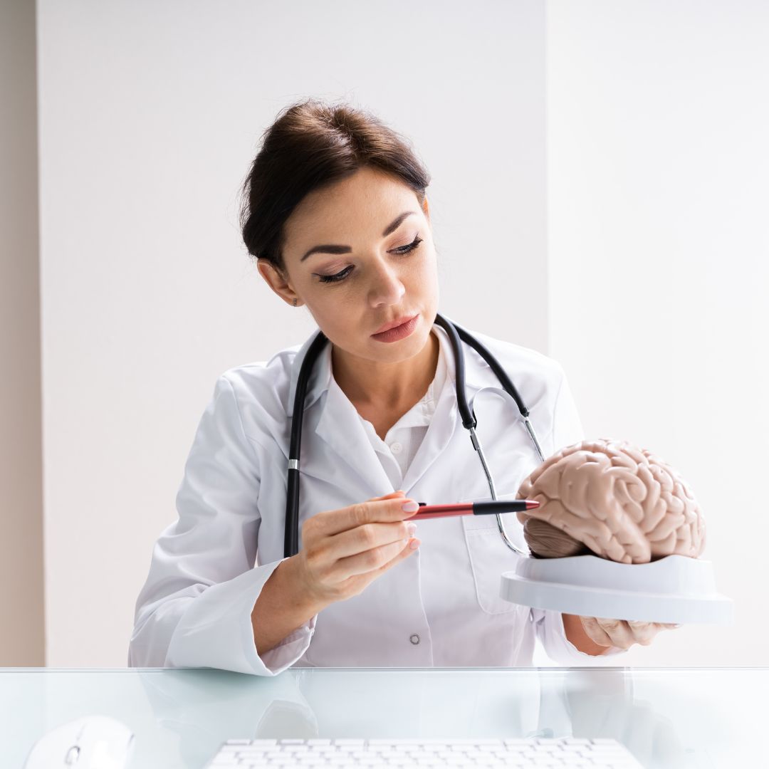 a surgeon pointing at a model of a brain